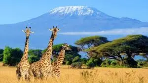 9 days Kilimanjaro Bike tour via Lemosho route 2023,2024 and 2025 | Kizza Adventures